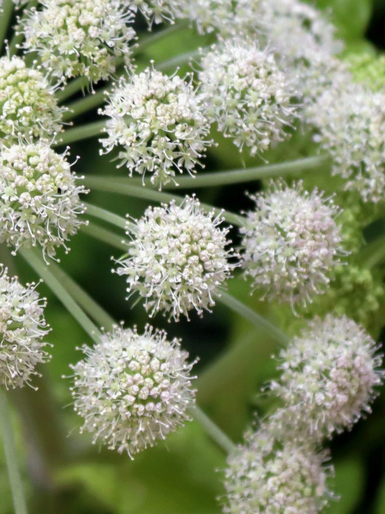 Kleine, runde, weiße Blüten mit feinen Stielen, die dicht zusammenstehen.