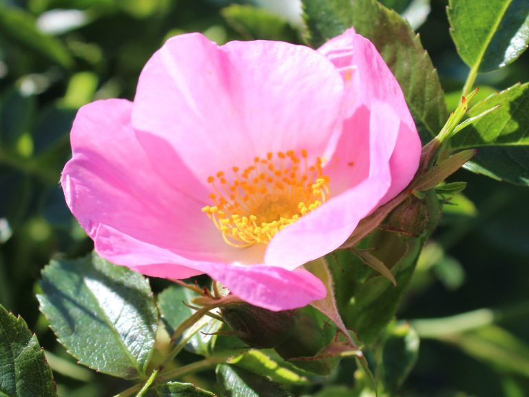 Rosa Blüte mit zart pinken Blütenblättern und gelben Staubgefäßen, grüne Blätter im Hintergrund.