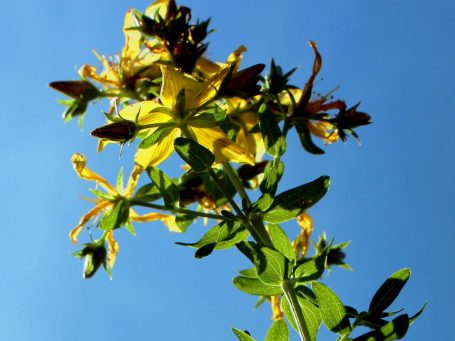 Gelbe Blumen mit grünen Blättern vor blauem Himmel.