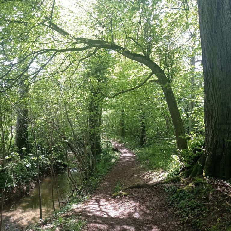 Ein schmaler Weg durch einen grünen Wald mit Bäumen und einem kleinen Bach.