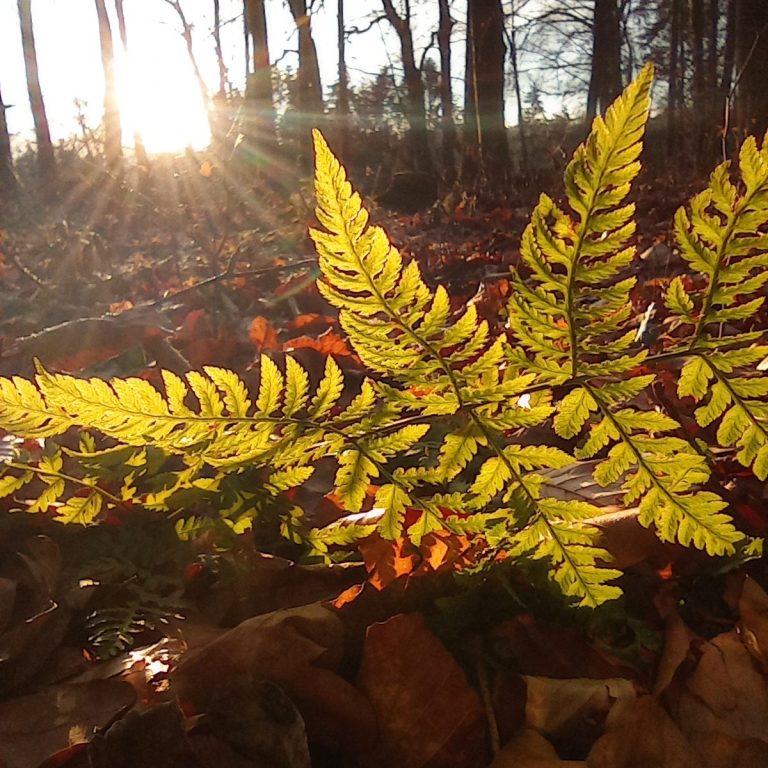 Sonnendurchflutetes Farnblatt zwischen herbstlichem Laub im Wald.