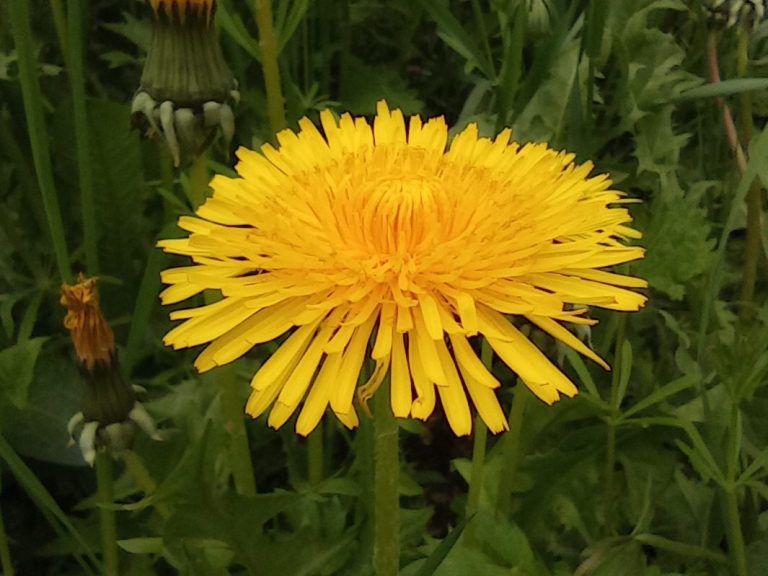 Gelbe Löwenzahnblüte umgeben von grünem Gras und weiteren Pflanzen.