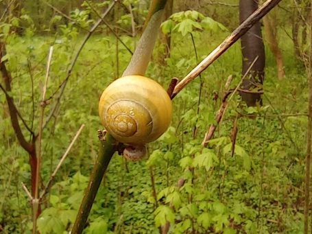 Eine gelbe Schnecke kriecht auf einem Ast in einer grünen Umgebung.