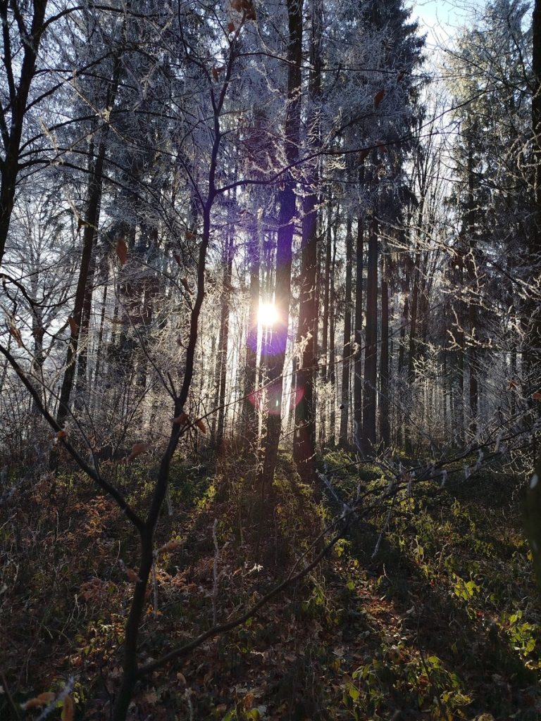 Sonnenstrahlen durch Bäume in einem frostigen Wald mit glitzerndem Morgentau.