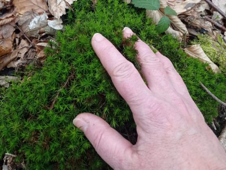 Hand berührt grünes, lebendiges Moos auf einem Waldboden.