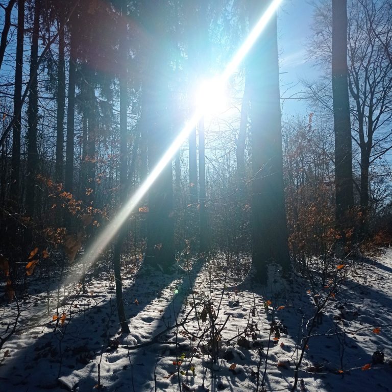 Sonnenstrahlen durch Bäume im Winterwald auf schneebedecktem Boden.