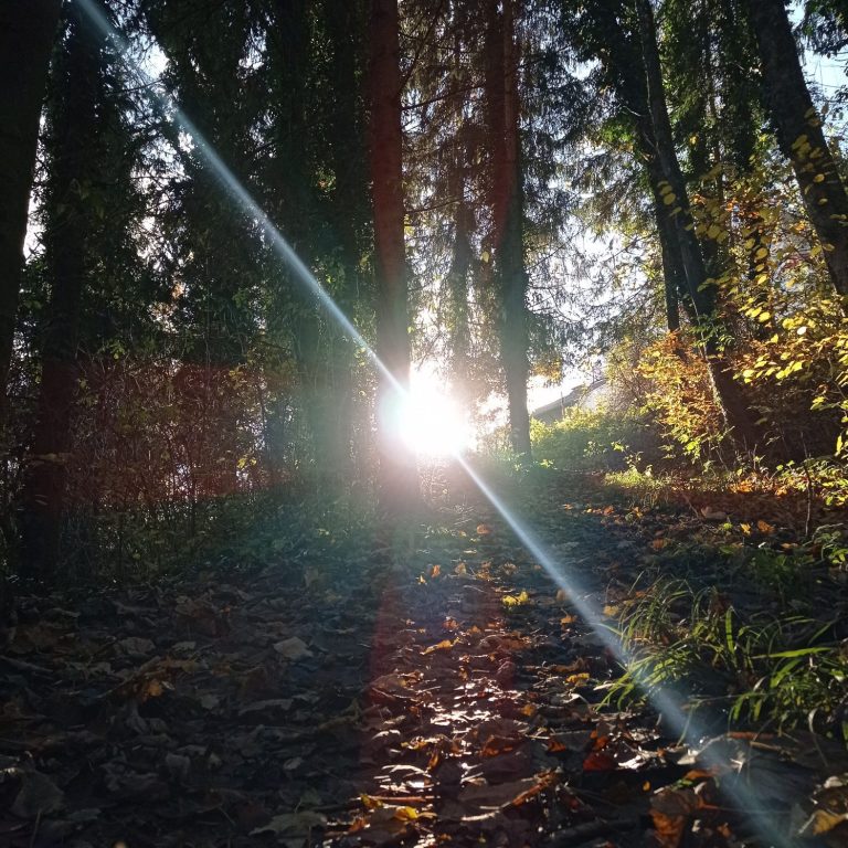 Ein sonniger Lichtstrahl durch einen Wald mit buntem Laub auf dem Boden.