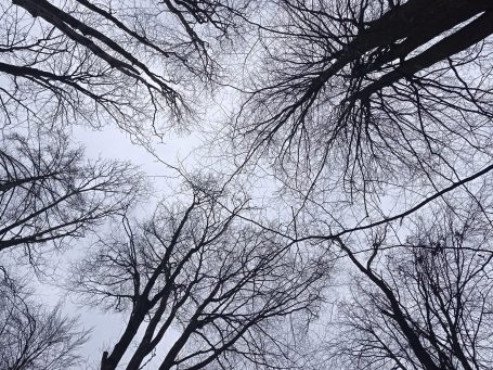 Blick nach oben in einen winterlichen Wald mit kahlen, verzweigten Bäumen.