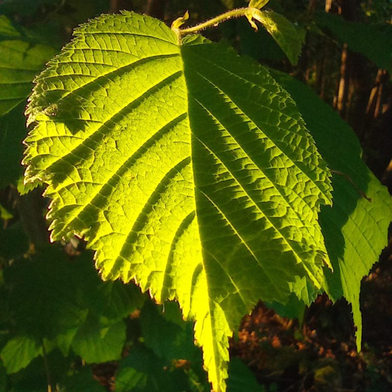 Grünes Blatt mit ausgeprägten Adern und von der Sonne beleuchtet.